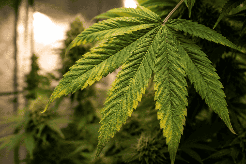 Cannabis Gelbe Blätter in der Blütephase